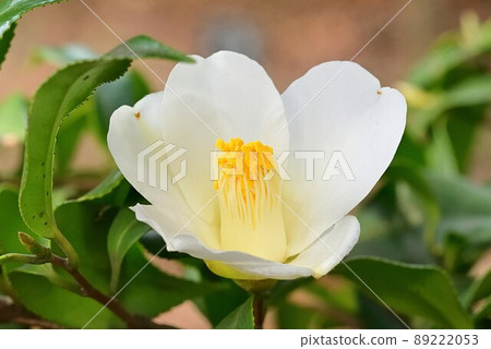 茶花 茶花 89222053