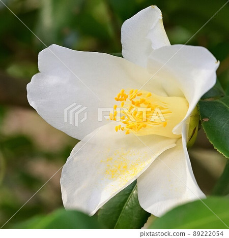 茶花 茶花 89222054