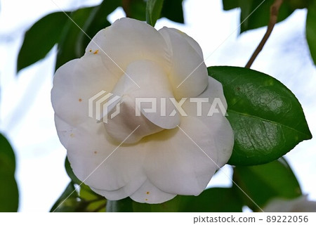 茶花 茶花 89222056