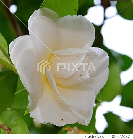 茶花 茶花 89222057