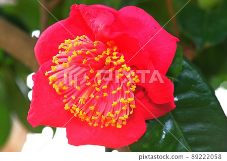茶花 茶花 89222058