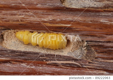 從破橡樹中出來的長角甲蟲幼蟲 89222063