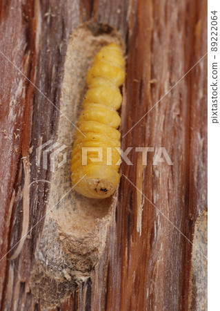 從破橡樹中出來的長角甲蟲幼蟲 89222064