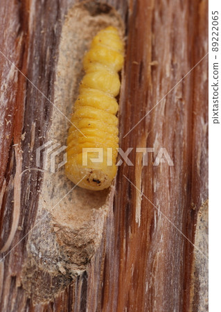 Longhorn beetle larvae that came out of a broken oak tree Longhorn beetle larvae that came out of a broken oak tree 89222065