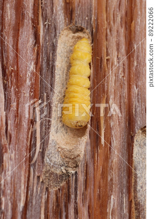 Longhorn beetle larvae that came out of a broken oak tree Longhorn beetle larvae that came out of a broken oak tree 89222066