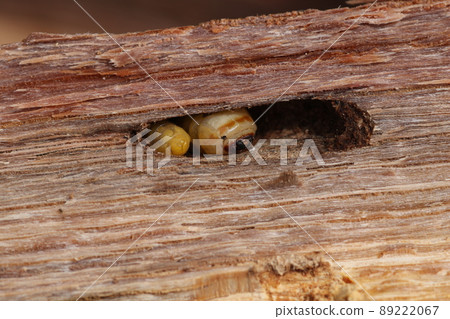 Longhorn beetle larvae that came out of a broken oak tree Longhorn beetle larvae that came out of a broken oak tree 89222067