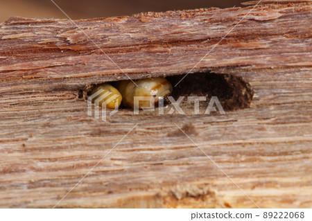 Longhorn beetle larvae that came out of a broken oak tree Longhorn beetle larvae that came out of a broken oak tree 89222068