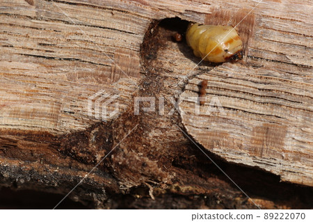 Longhorn beetle larvae that came out of a broken oak tree 89222070
