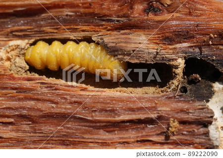 Longhorn beetle larvae that came out of a broken oak tree Longhorn beetle larvae that came out of a broken oak tree 89222090