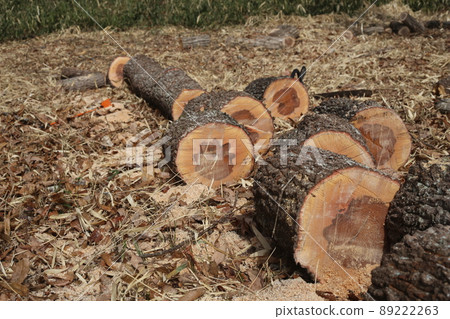 Thick oak cut into balls using a chainsaw Thick oak cut into balls using a chainsaw 89222263