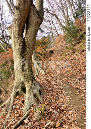 丹澤小山 三重山 小山 三重山縱貫路線 可奈拉山步道 89222335