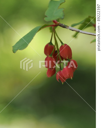 Bright red Benidoudan Bright red Benidoudan 89222397