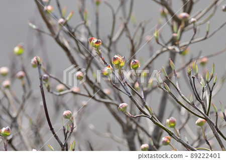 Dogwood / Tsubomi Dogwood / Tsubomi 89222401