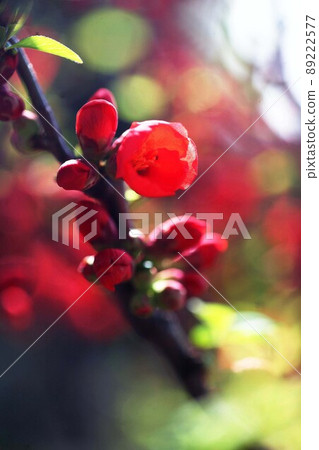 已經開始開花的紅色散景花 89222577