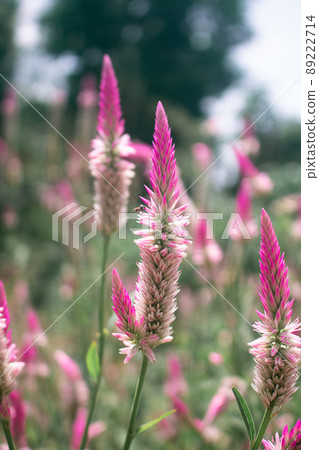 Pink Cockscomb Celosia flowers bloom in the meadow 89222714
