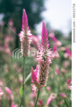 Pink Cockscomb Celosia flowers bloom in the meadow 89222716