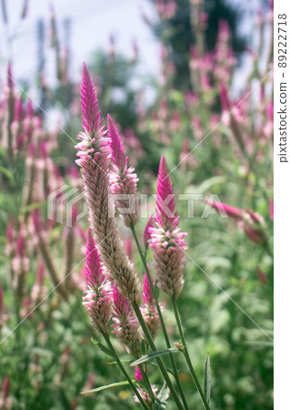 Pink Cockscomb Celosia flowers bloom in the meadow 89222718
