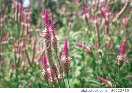 Pink Cockscomb Celosia flowers bloom in the meadow 89222719