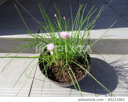 A photo of a ladybug on a chives of herbs with cute pink flowers 89222961