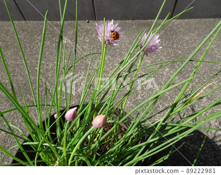 一張瓢蟲在香草韭菜上的照片，上面有可愛的粉紅色花朵 89222981