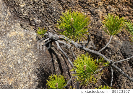 Pine growing on the rock surface 89223107