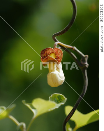 Unique Arima horse Suzukusa 89223108