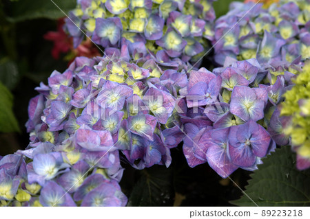 Flowers in the garden 89223218