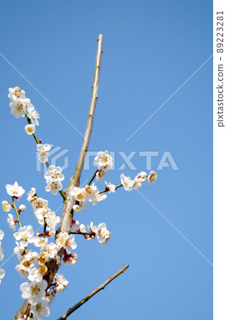 Close-up of plum blossoms Close-up of plum blossoms 89223281