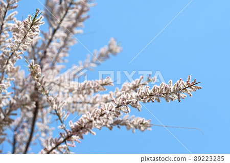 Tamarisk (Miyanagi) 89223285