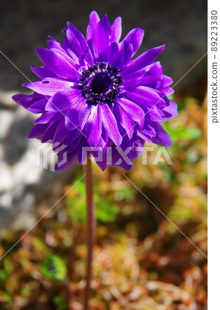 Anemones 89223380