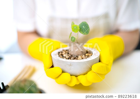 Cheerful happy Asian woman planting a small houseplant in the room close up, gently water a plants by using water spray. Asian happy girl enjoy planting and watering a cactus and houseplant. Cheerful happy Asian woman planting a small houseplant in the room close up, gently water a plants by using water spray. Asian happy girl enjoy planting and watering a cactus and houseplant. 89223618