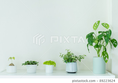 Beautiful little decoration plants in a pot decorated on the book shelf close up. A various of a small house plants in the room. Beautiful little decoration plants in a pot decorated on the book shelf close up. A various of a small house plants in the room. 89223624