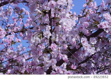 Double cherry blossoms in full bloom 89223652