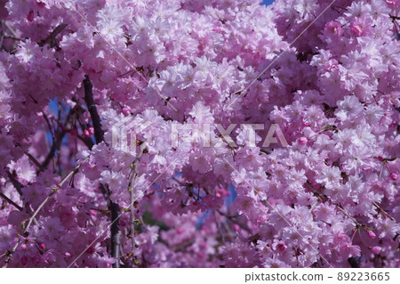 盛開的雙櫻花 89223665