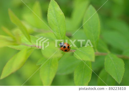 Idyllic spring day 2 Idyllic spring day 2 89223810