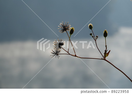 The troublesome needles and the storm of Kinsha Lake The troublesome needles and the storm of Kinsha Lake 89223958