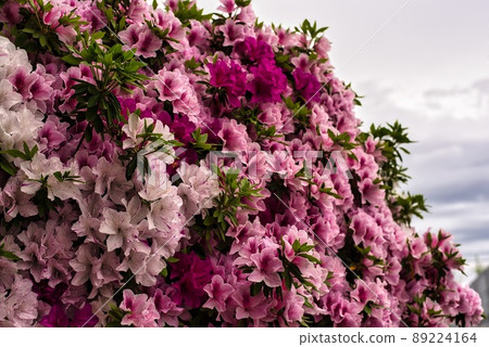 Spring Azalea Spring Azalea 89224164