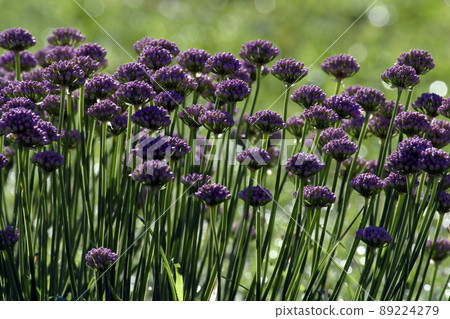 A close-up photo of beautiful herb flowers 89224279
