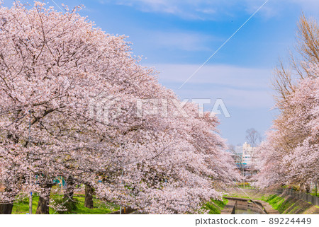 善福寺河綠區的一排櫻花樹，東京的春景 89224449