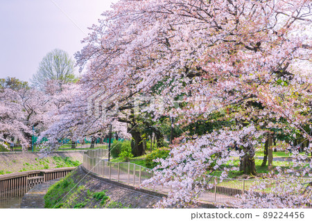 善福寺河綠區的一排櫻花樹，東京的春景 89224456