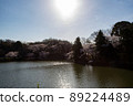 Spring sunrise illuminates the park pond and the cherry blossoms by the pond 89224489