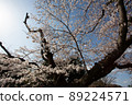 Cherry blossoms in full bloom and overhanging branches illuminated by the spring morning sun 89224571