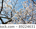Cherry blossoms in full bloom all over the sky 89224631