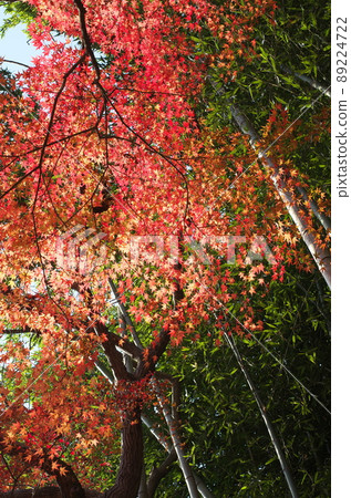 艾吉隧道秋季步行 艾吉隧道秋季步行 89224722