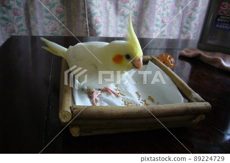Cockatiel to play 89224729
