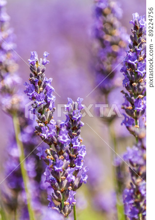 Lavender fields in Southern France 89224756