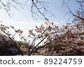 Spring morning sunlight and blue sky through the petals of cherry blossoms 89224759