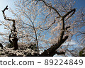 A large cherry tree in full bloom illuminated by the spring morning sun 89224849