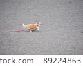 Dog running 89224863