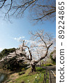 A cherry tree in full bloom by the pond in the park 89224865